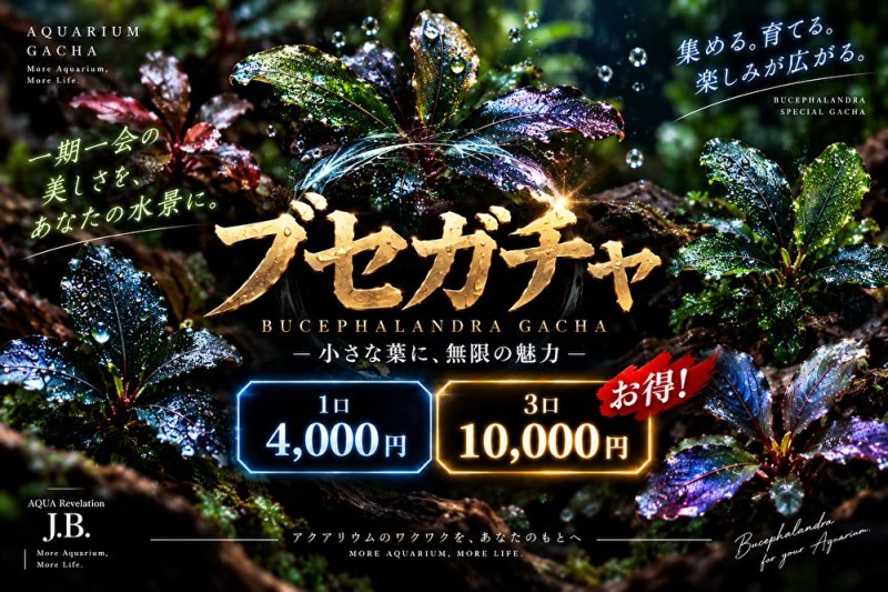 画像1: ブセガチャ【数量割】 (1)