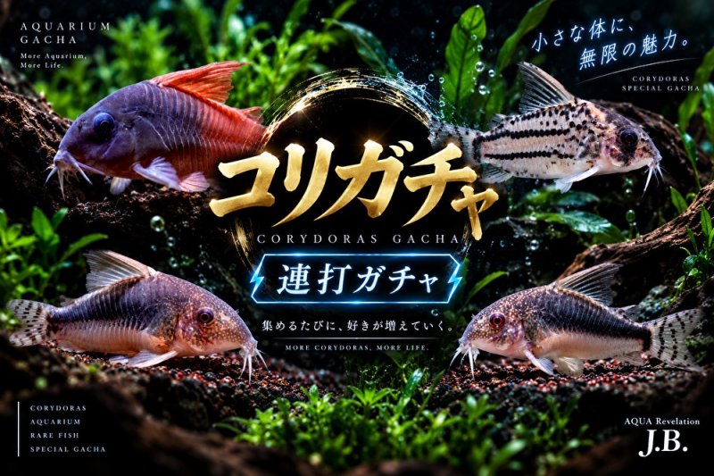 画像1: コリガチャ【連打】 (1)