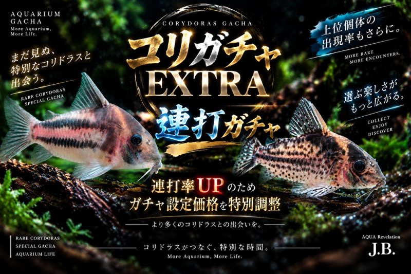 画像1: コリガチャ EXTRA【連打】 (1)