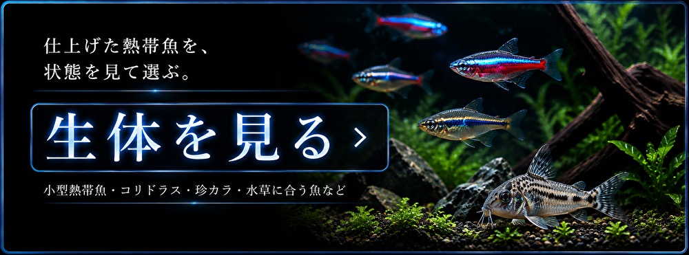 生体を見る